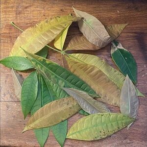 Natural real money tree leaves. Great for spells